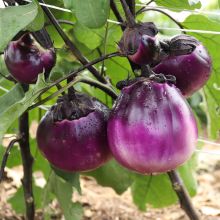 Tonda Violetta - Aubergines (Eggplants)
