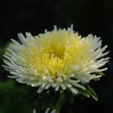 CHINA ASTER 'GOLDEN'