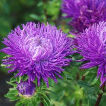 CHINA ASTER 'PERSER'