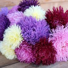 CHINA ASTER ASSORTED COLOURS