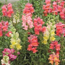 SNAPDRAGON