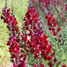 SNAPDRAGON (RED)
