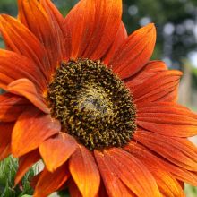 Sonnenblumen 'Velvet Queen' - Einjährige Blume