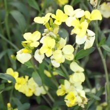 Girofle Jaune 'Primrose Dame' - Erysimum cheiri