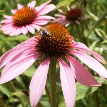 CONEFLOWER