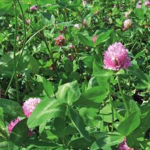 RED CLOVER – buy organic seeds online - SATIVA Online Shop
