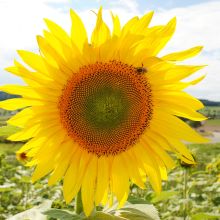 SUN FLOWERS – buy organic seeds online - SATIVA Online Shop