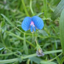 Grass Pea - Green manure