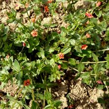 RED CHICKWEED