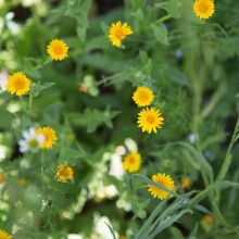 FIELD MARIGOLD – buy organic seeds online - SATIVA Online Shop