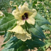 BLACK HENBANE – buy organic seeds online - SATIVA Online Shop