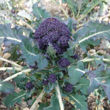 SPROUTING BROCCOLI