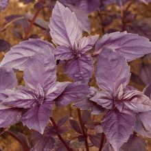 BASIL, RED LEAF – buy organic seeds online - SATIVA Online Shop