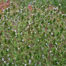 SAVORY ANNUAL – buy organic seeds online - SATIVA Online Shop