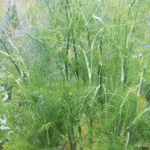 FENNEL (TEA) – buy organic seeds online - SATIVA Online Shop