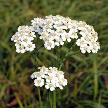 Yarrow - Herbs