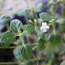 Calamintha White Cloud - Herbs