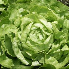 ATTRACTION – buy organic seeds online - SATIVA Online Shop