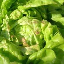 CHEZ-LE-BART – buy organic seeds online - SATIVA Online Shop