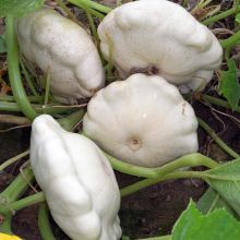 Pâtisson blanc - Courge