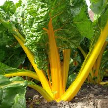 Bright Yellow - Chard
