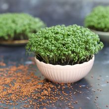 Cress (sprouts)