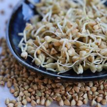 Buckwheat (sprouts)