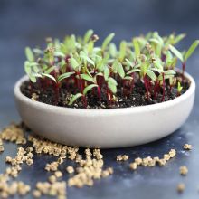 Beetroot (sprouts)