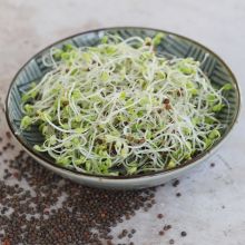 Kale (sprouts)