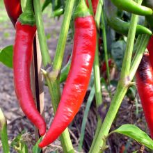 De Cayenne - Piment