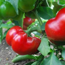 BELLPEPPER RED – buy organic seeds online - SATIVA Online Shop