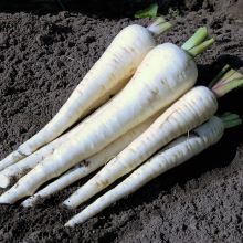Northern Snow SG - Parsnips