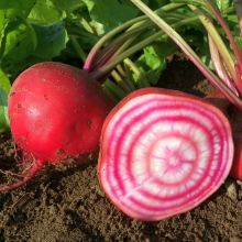 Chioggia - Betterave rouge