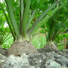 WIENER RIESEN – buy organic seeds online - SATIVA Online Shop