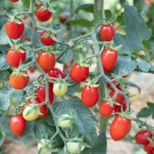 Pulcina - Tomate dattes