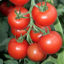 Bolstar Granda DB - Greenhouse tomatoes