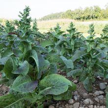 Cracoviensis - Laitue-asperge
