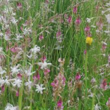 Butterfly - Wild flowers (mixed)