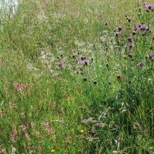 WILD HERBAGE FOR LAWNS