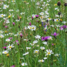 WILD HERBAGE FOR DRY MEADOWS