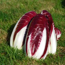 Pintone (Bottiglione) TT - Radicchio Treviso