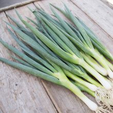 ISHIKURA LONG WHITE – buy organic seeds online - SATIVA Online Shop