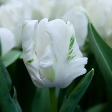 White Rebel - Tulipe "Perroquet"