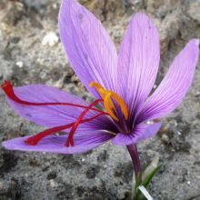 Safran - Crocus sativus