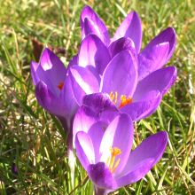 Flower Record - Crocus vernus