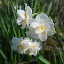 Bridal Crown - Narcisse Tazette