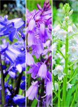 Hyacinthoides hispanica Mix - Waldhyazinthe