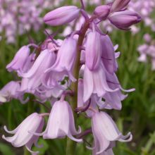 Hyacinthoides hispanica Pink - Waldhyazinthe