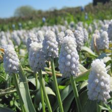 Muscari botryoides 'Album' - Traubenhyazinthe