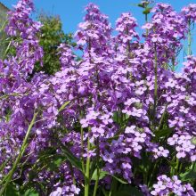 DAME'S VIOLET